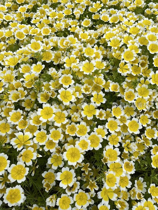 全框白色和黄色的开花水煮蛋花(Limnanthes douglasii)，低矮，茂密的一年生植物，在花园边缘，高的视野